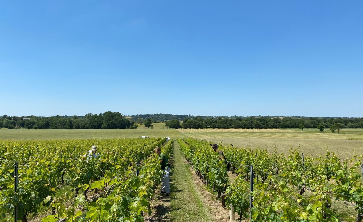 image-accueil-vignes-2